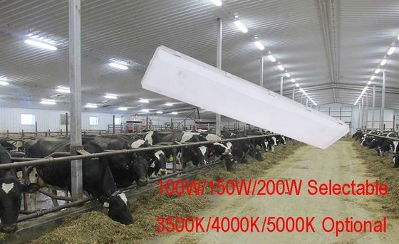 100W 3500K 4FT LED-Dampfdicht hoher Bucht IP67 mit Transparentem Polycarbonat-Diffuser